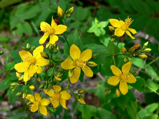 {Hypericum punctatum}